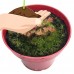 Spoonleaf Sundew Plant - Drosera spathulata - 3"  Pot   